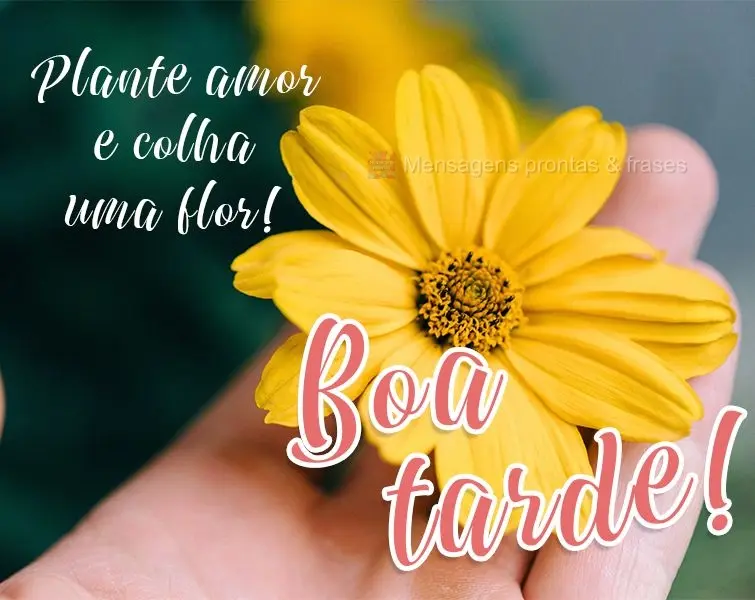 Plante amor e colha uma flor!  Boa tarde!
