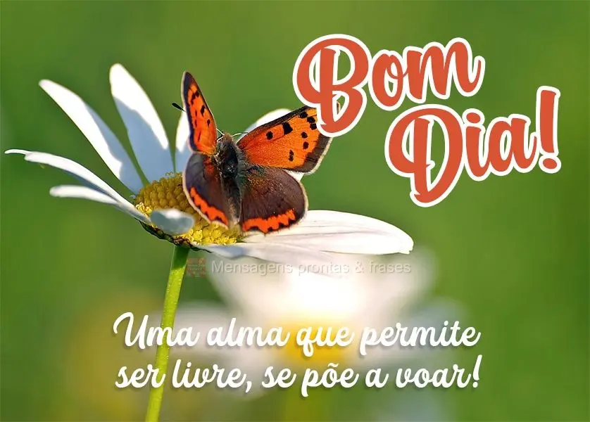 Uma alma que permite ser livre, se põe a voar!  Bom dia!