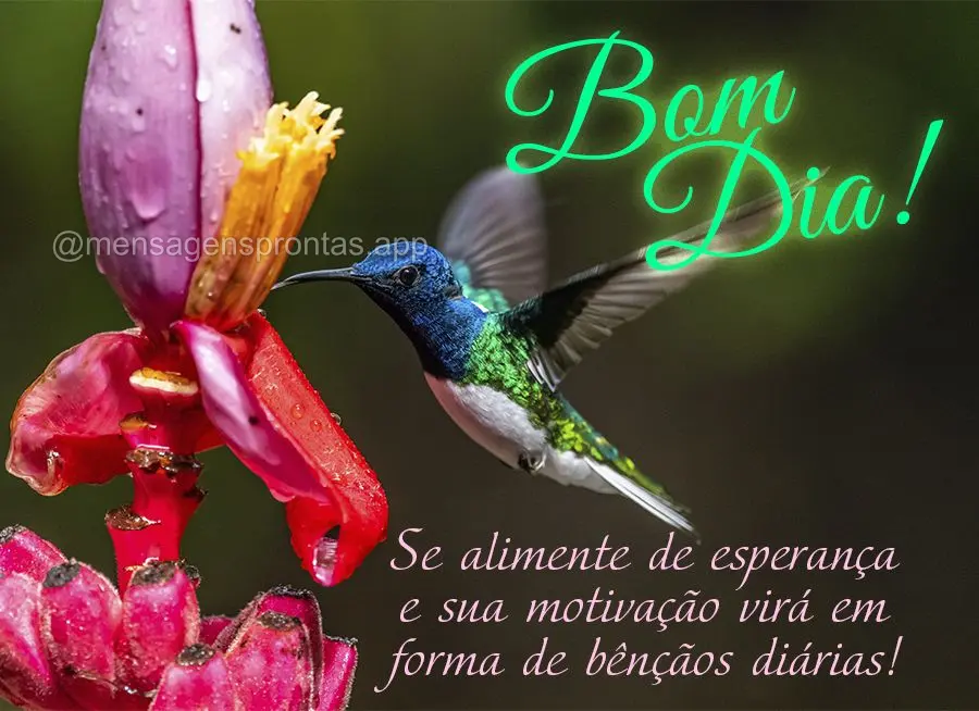  Se alimente de esperança e sua motivação virá em forma de bênçãos diárias! Bom dia!