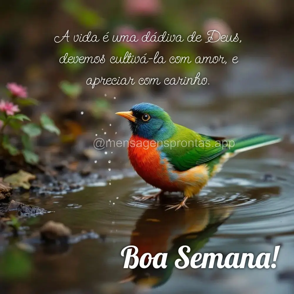 A vida é uma dádiva de Deus, devemos cultivá-la com amor, e apreciar com carinho.  Boa Semana!